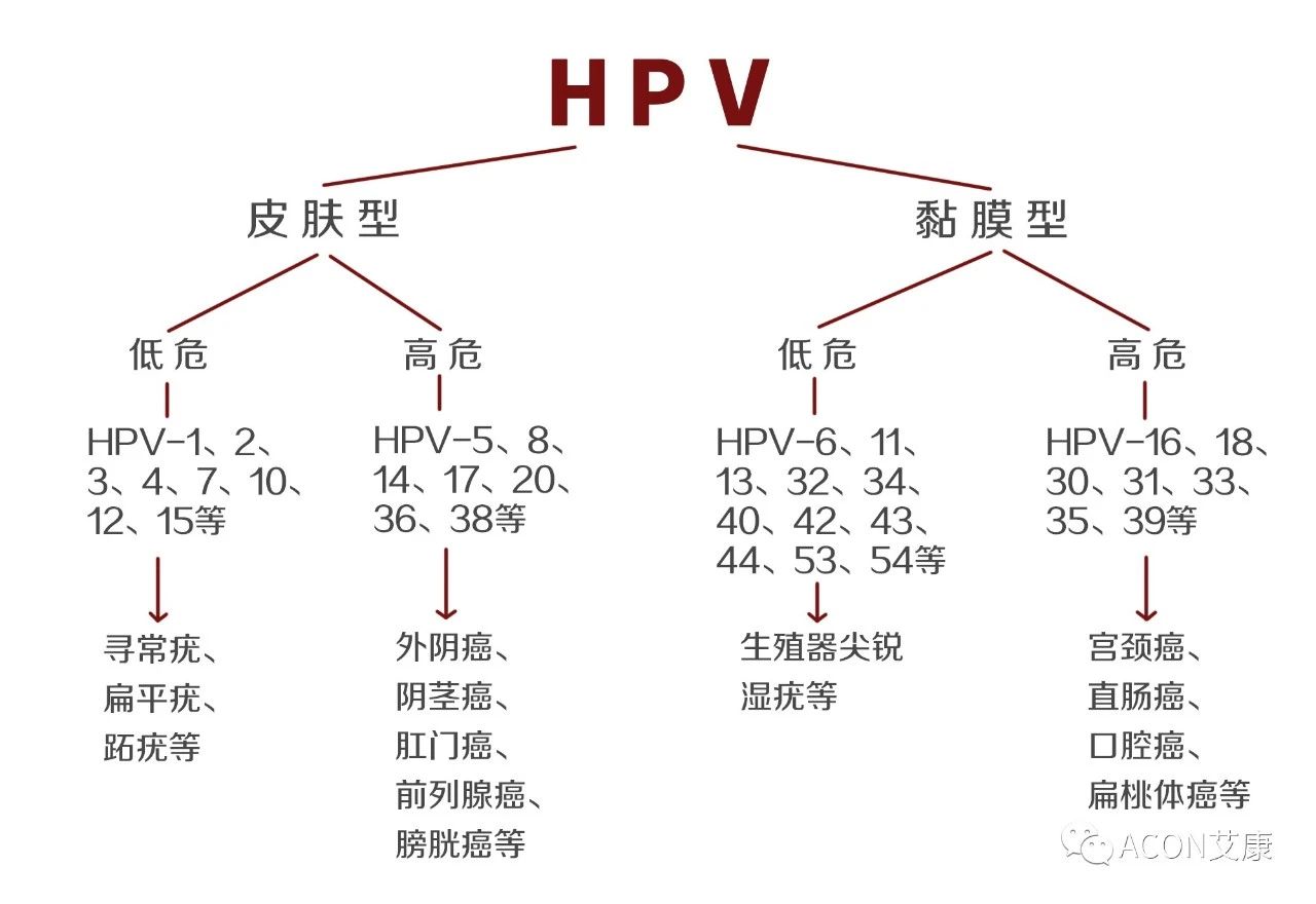 HPV轉(zhuǎn)陰其實很簡單， 女性必知的宮頸癌真相